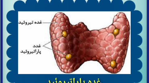 غده پاراتیروئید