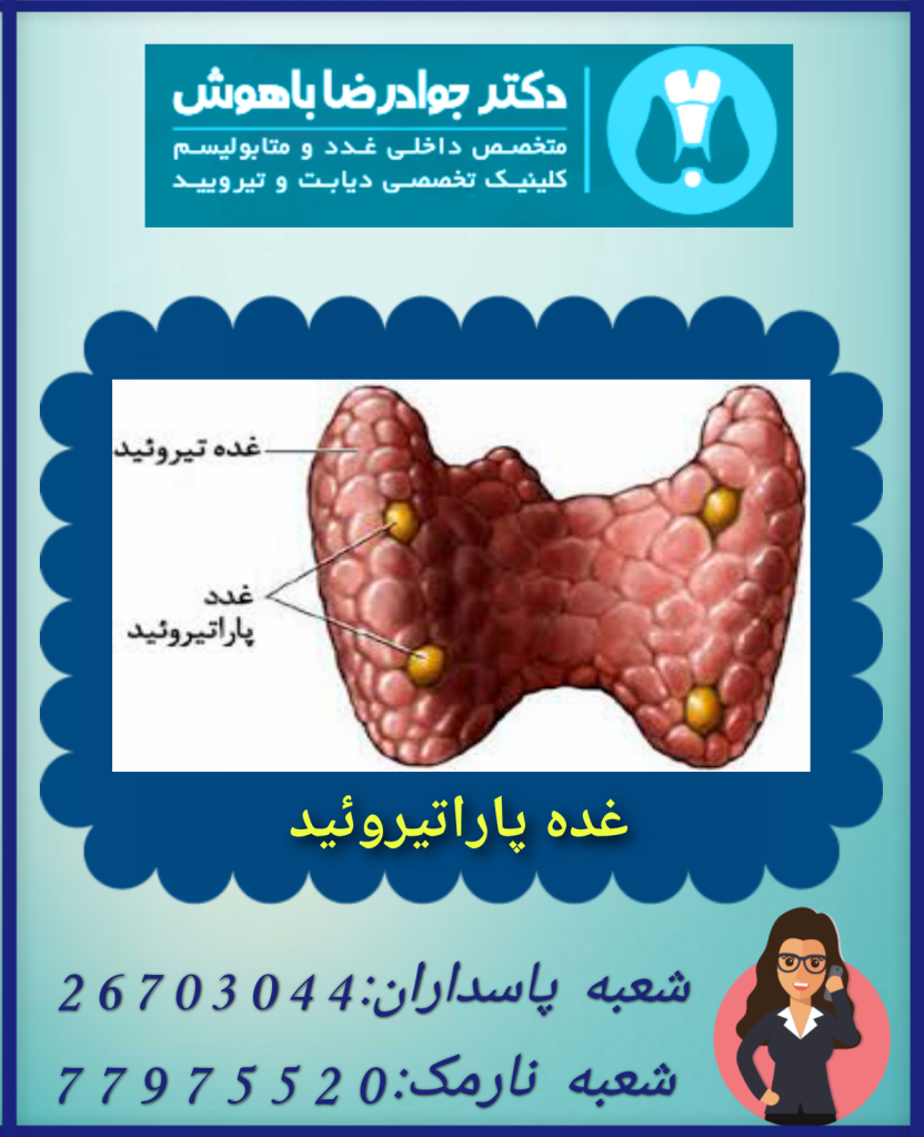 غدد پاراتیروئید (Parathyroid)‏ چهار غده مجزا در قسمت خلفی غده تیروئید هستند که با ترشح هورمونی به نام پاراتورمون، میزان کلسیم خون را کنترل می کنند.

غدد پاراتیروئید، چهار غده به اندازه نخود سبز هستند که پشت غده تیروئید قرار دارند.